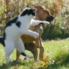 Perro-y-gato-peleando