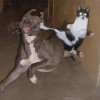 fotos-graciosas-perros-gatos