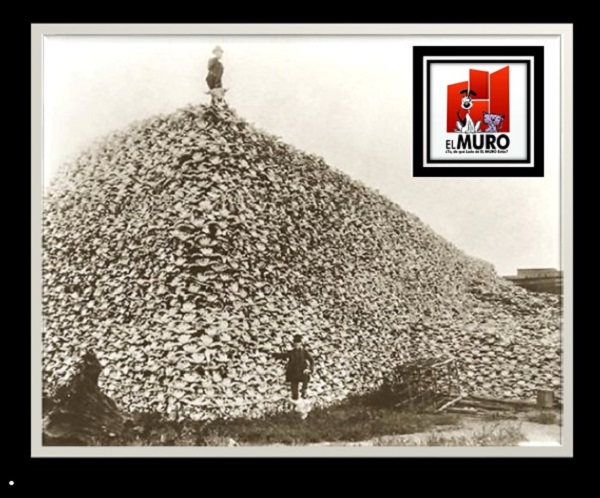 En 1870 al menos 10,000 búfalos se arrojaron a un acantilado sin explicación alguna.
