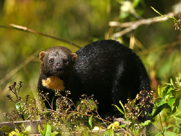 Tayra (Eira barbara)