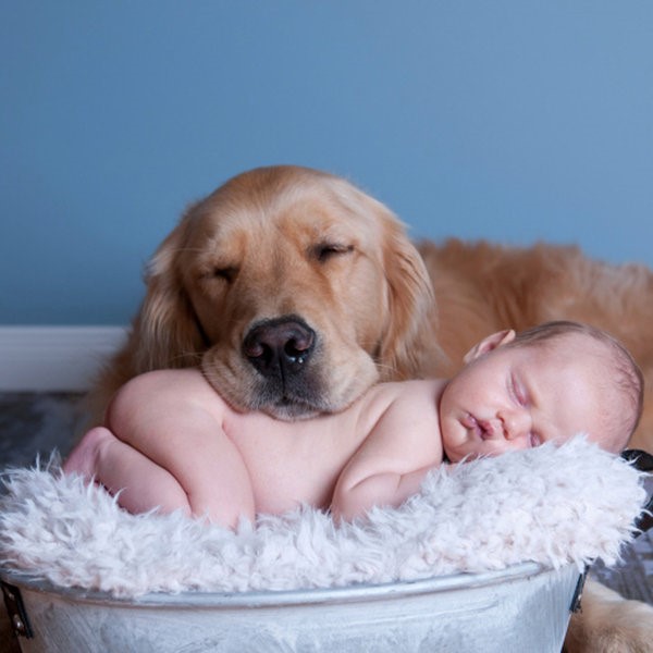 Existen ejercicios básicos para controlar la ansiedad que pudiera ocasionar el bebé en tu perro; es recomendable comenzarlos desde antes de la llegada del nuevo niño o niña.