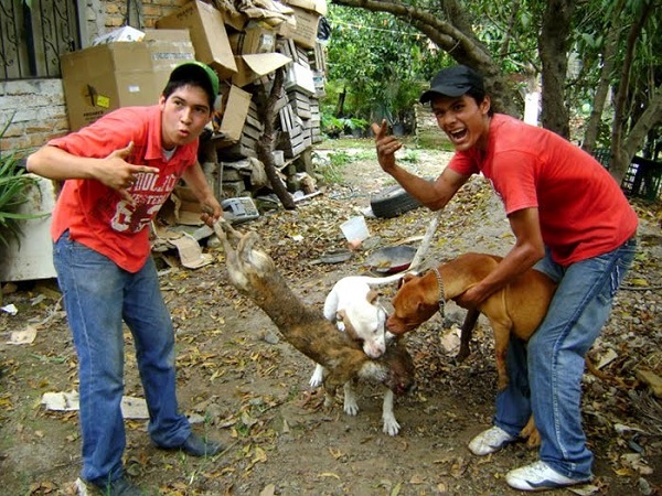 Muchos perros de la calle acaban en manos de gente sin escrúpulos que los utiliza, incluso con fines ilegales.