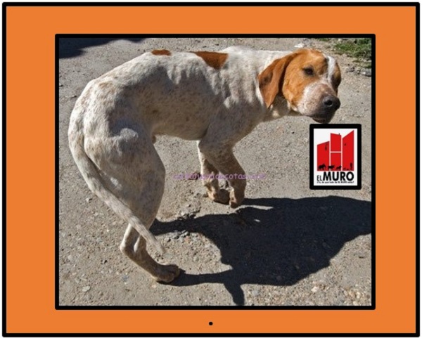 Si encuentras un perro callejero, intenta resguardarlo pero con las debidas precauciones.