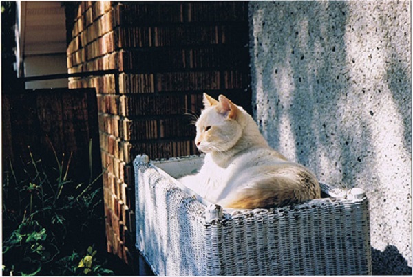 A pesar de su pelaje, los felinos resienten las temperaturas bajas, por lo que buscan tumbarse al sol relajadamente para recuperar calor.