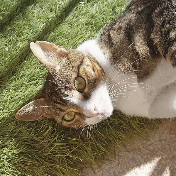 Aunque tumbarse al sol sea una de sus actividades favoritas, hay que tener cuidado con nuestros felinos, ya que podrían sufrir insolación o golpe de calor.