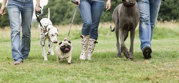 Las caminatas con tus mascotas caninas no solo son benéficas para ellas, sino para también.