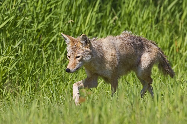 Coyote_1