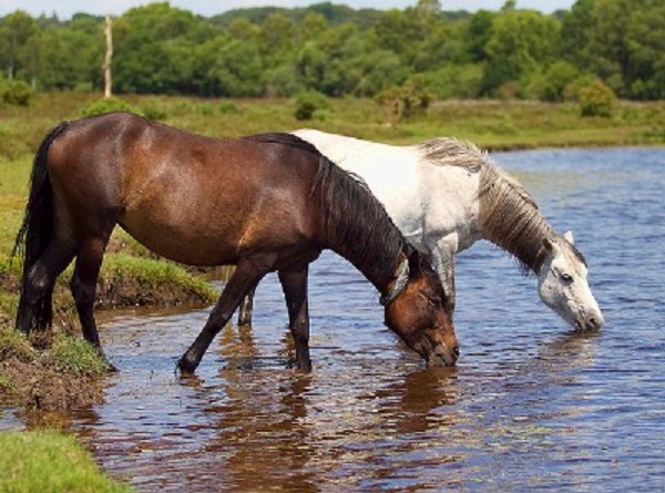 caballo2