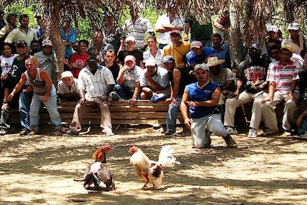 Pelea de gallos en Vinales, Cuba.