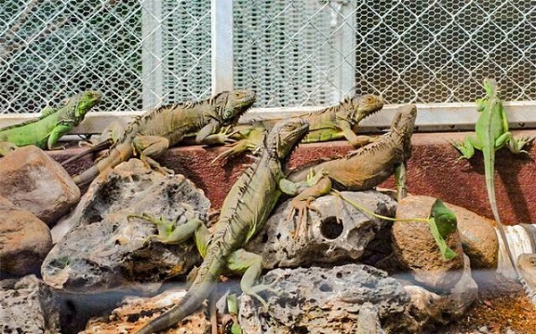 iguanas3